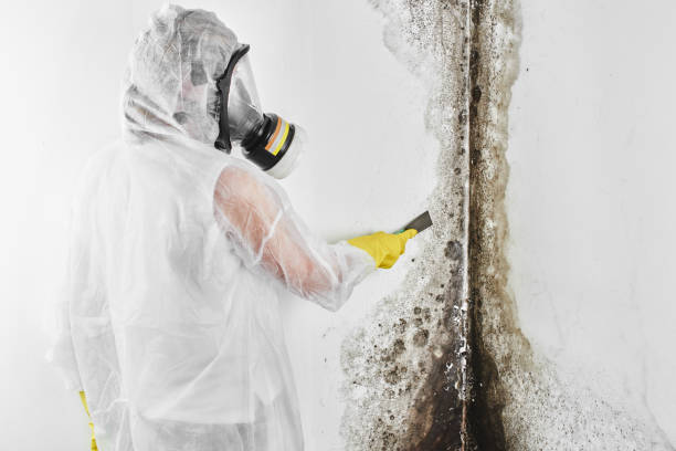 Best Toxic Mold Removal  in Lake Isabella, MI