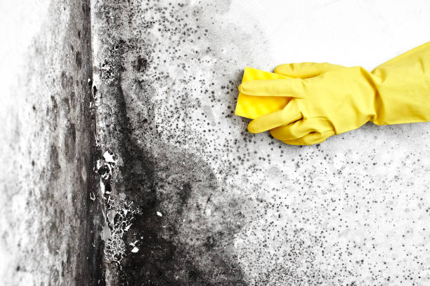 Best Fast Mold Removal  in Lake Isabella, MI