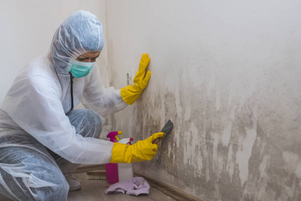 Best Certified Mold Removal  in Lake Isabella, MI