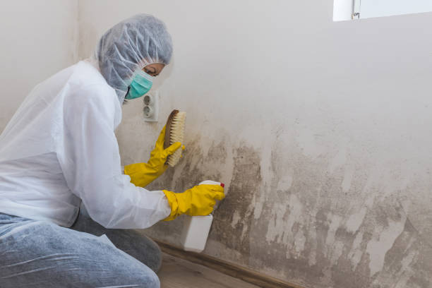 Best Home Mold Removal  in Lake Isabella, MI