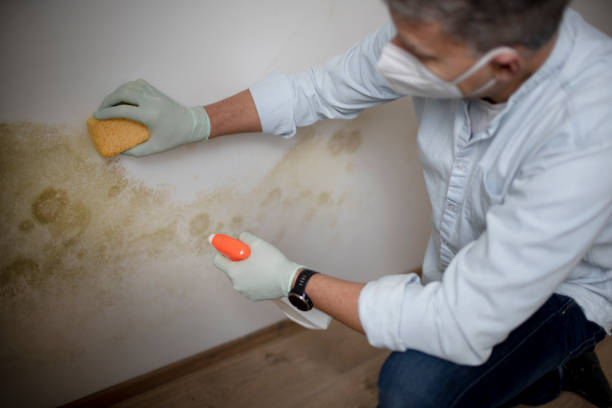 Best Fast Mold Removal  in Lake Isabella, MI