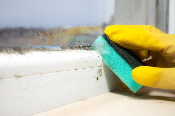 Best Black Mold Removal  in Lake Isabella, MI