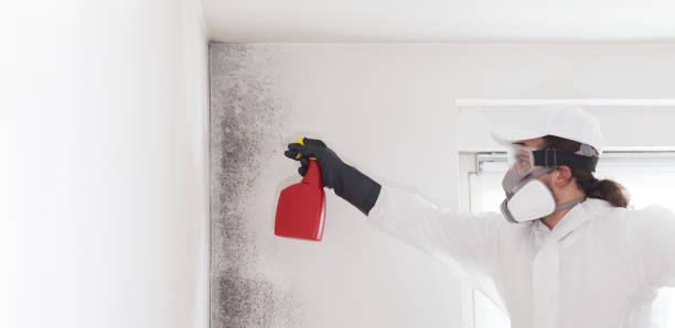 Best Professional Mold Removal  in Lake Isabella, MI