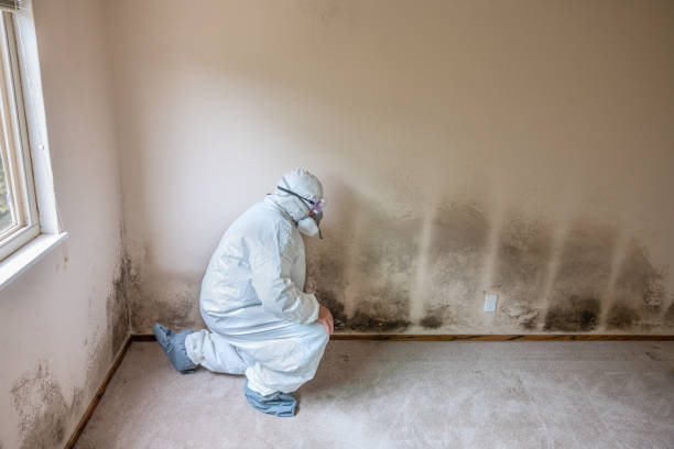 Best Office Mold Removal Services  in Lake Isabella, MI