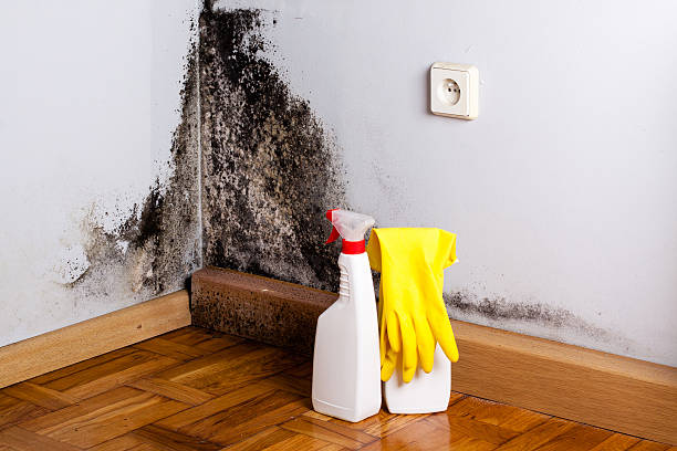 Lake Isabella, MI Mold Removal Company