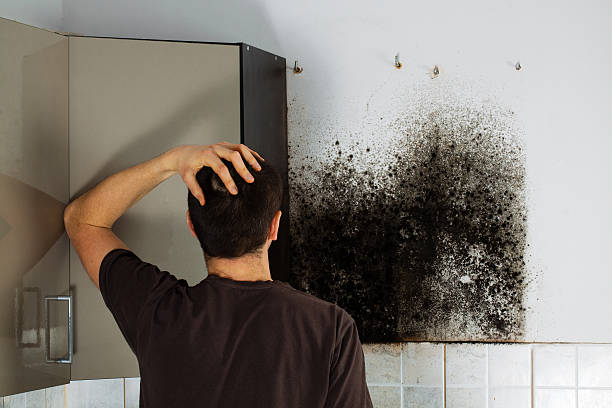 Best Black Mold Removal  in Lake Isabella, MI