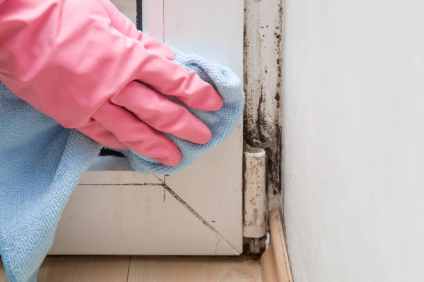 Best Residential Mold Removal  in Lake Isabella, MI