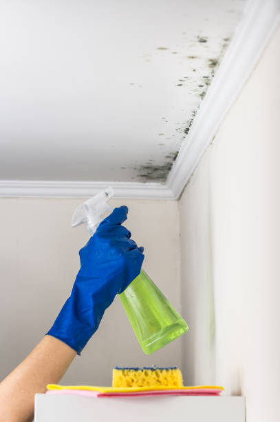 Best Black Mold Removal  in Lake Isabella, MI